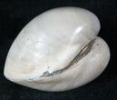 Polished Fossil Clam - Jurassic #12611-1